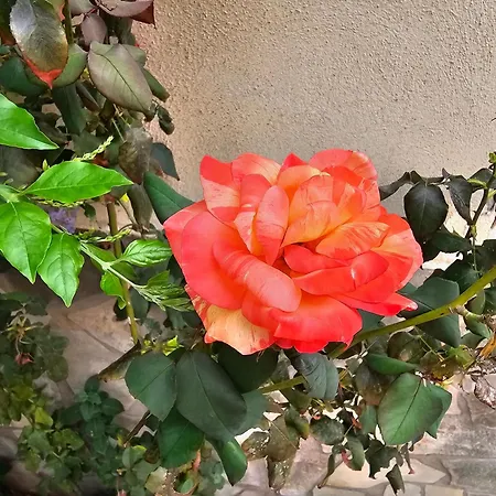 招待所 Nino 巴勒莫